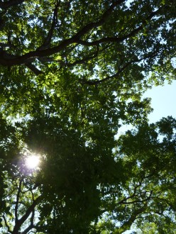 Trees in Madison Square Park, New York