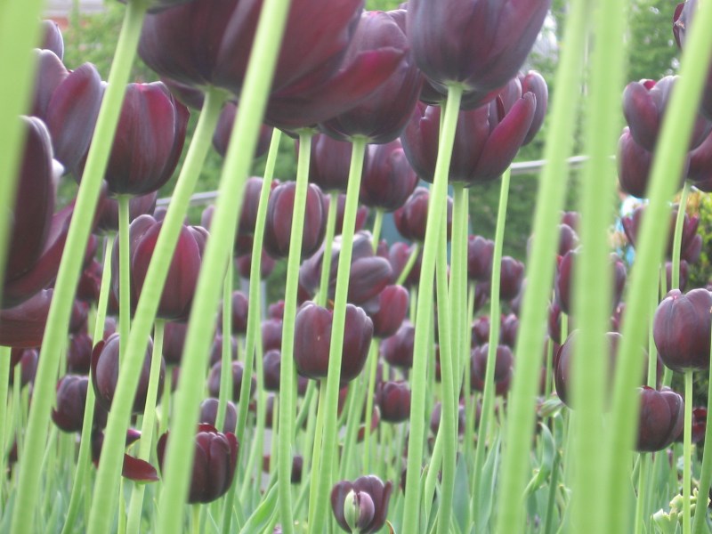 Violet tulips, Ottawa
