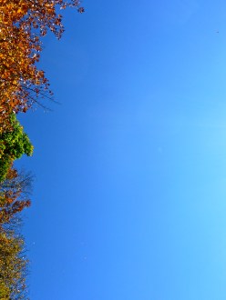 Autumn colours, Ontario, looking up at leaves and blue sky