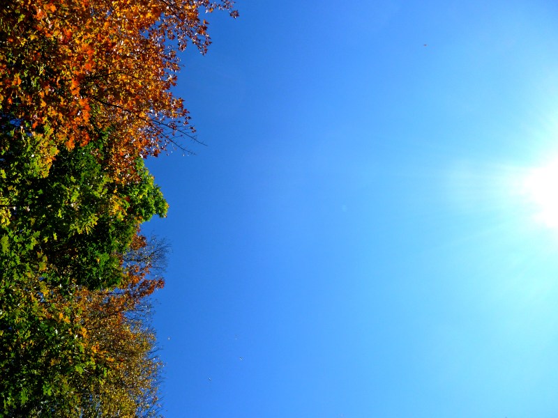 Autumn colours, Ontario, looking up at leaves and blue sky