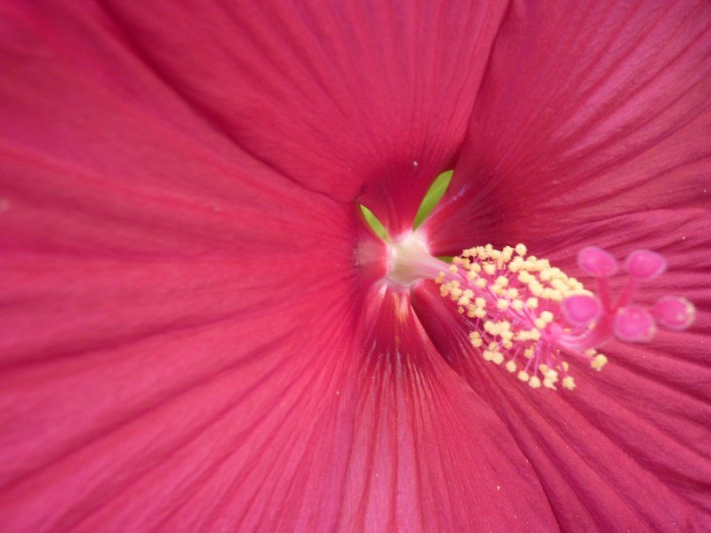 Close up large pink flower