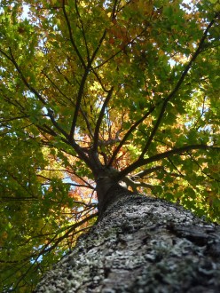 View looking up at colourful fall autumn tree from trunk