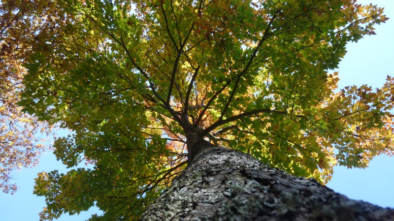 View looking up at colourful fall autumn tree from trunk