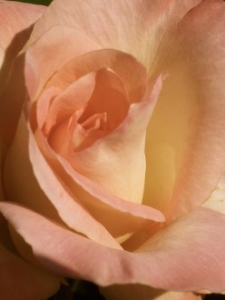 Close up of pink rose in Victoria