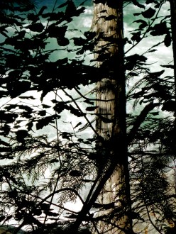 Silhouette trees, river behind