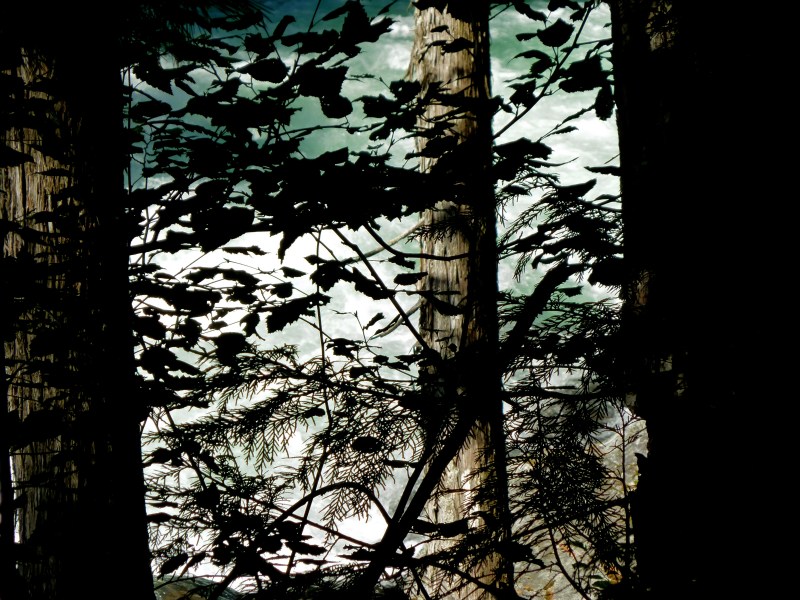 Silhouette trees, river behind