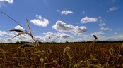 The Lumieers, Farm, fall, blue sky