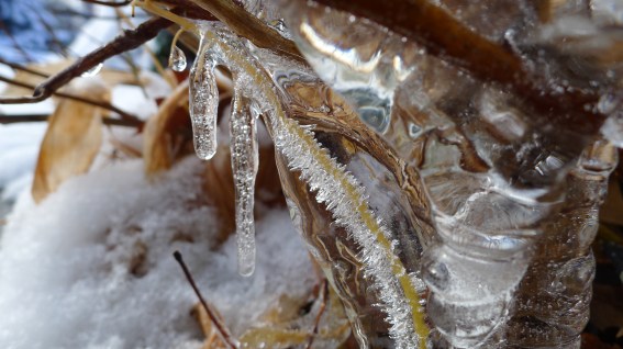 Ice around twig, ice crystals, close up, leaves, snow