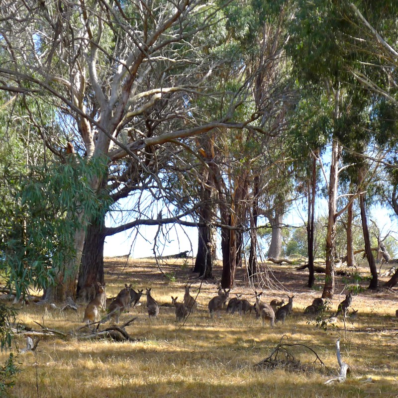Kangaroos grazing in wild, Canberra, Austrlalia