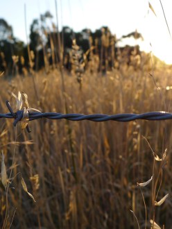 Tall Australian grass, barbed wire fence, sunset