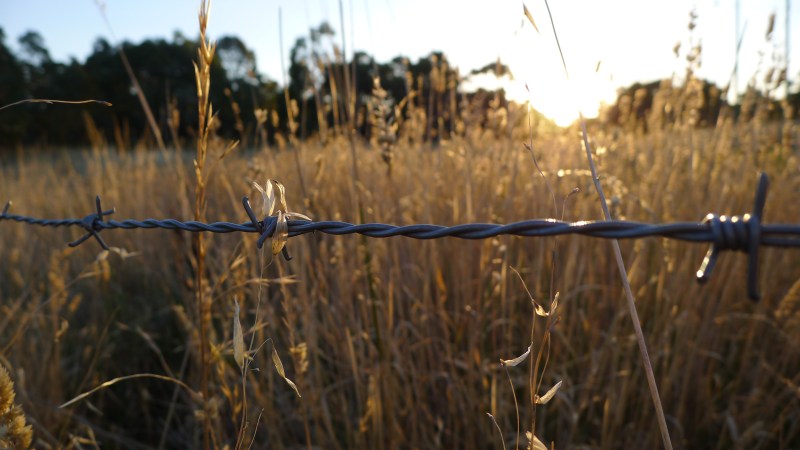 Tall Australian grass, barbed wire fence, sunset