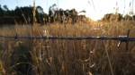 Tall Australian grass, barbed wire fence, sunset