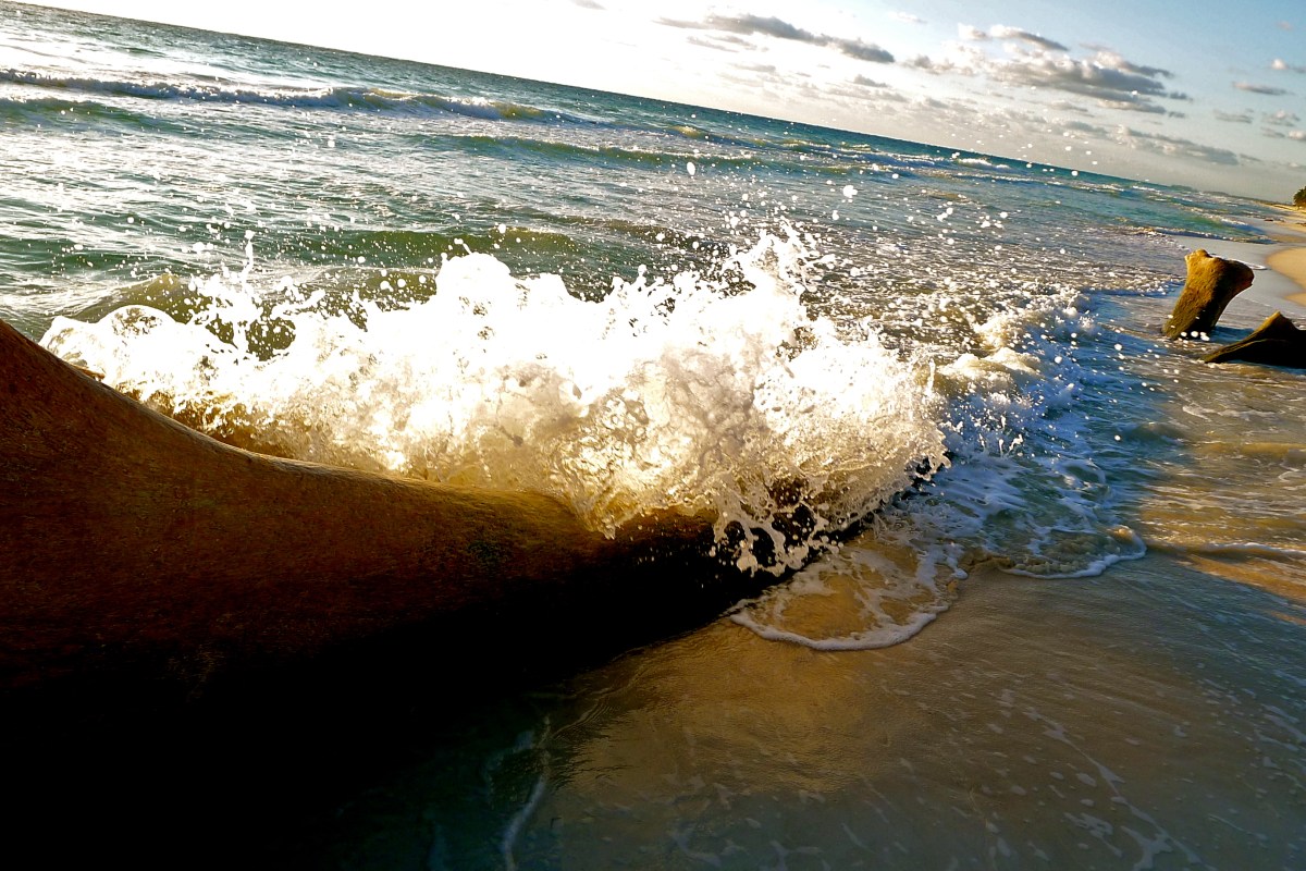 wave crashing against water-smoothed tree on Mexican beach