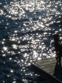 Sparkling water silhouette Muskoka shadow dog