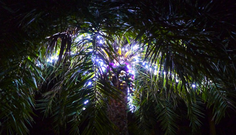Christmas lights palm tree
