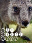 Close up kangaroo top photos from 2013