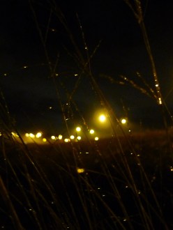 dew dropplets on grass, night