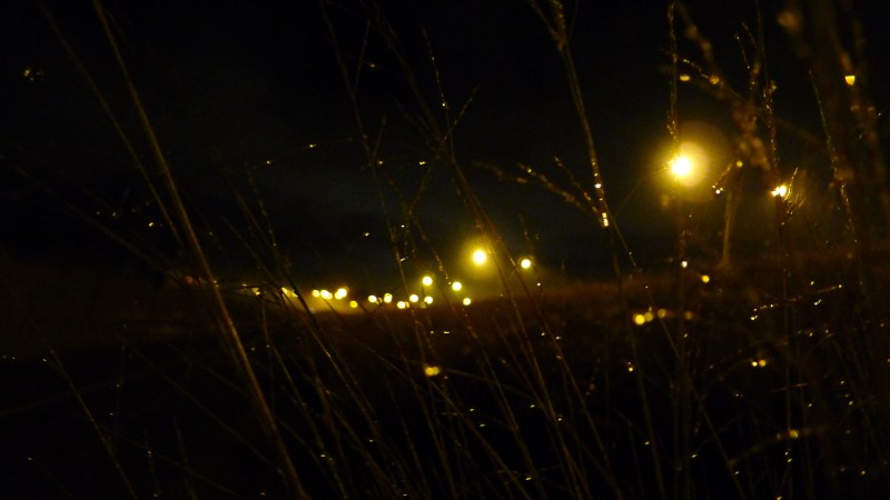 dew dropplets on grass, night