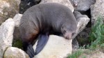 New Zealand Sea Lion