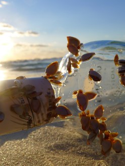 Mussles on bottle drifted ashore from ocean