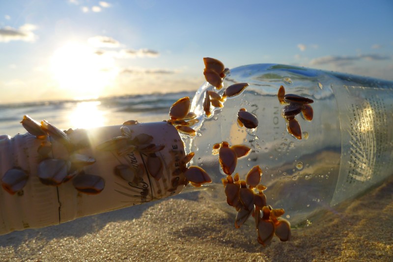 Mussles on bottle drifted ashore from ocean