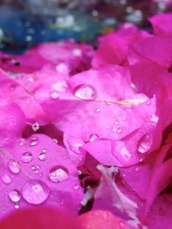 Pink petals in pond, water droplets