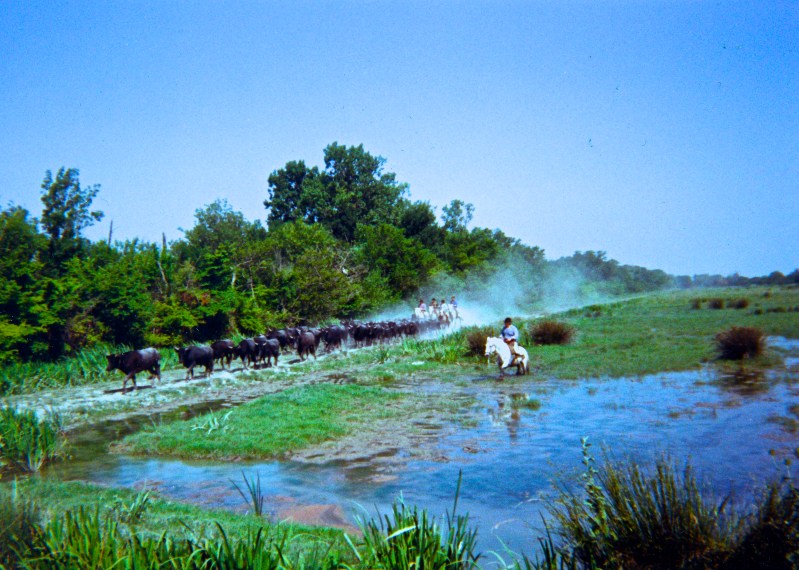 Camargue